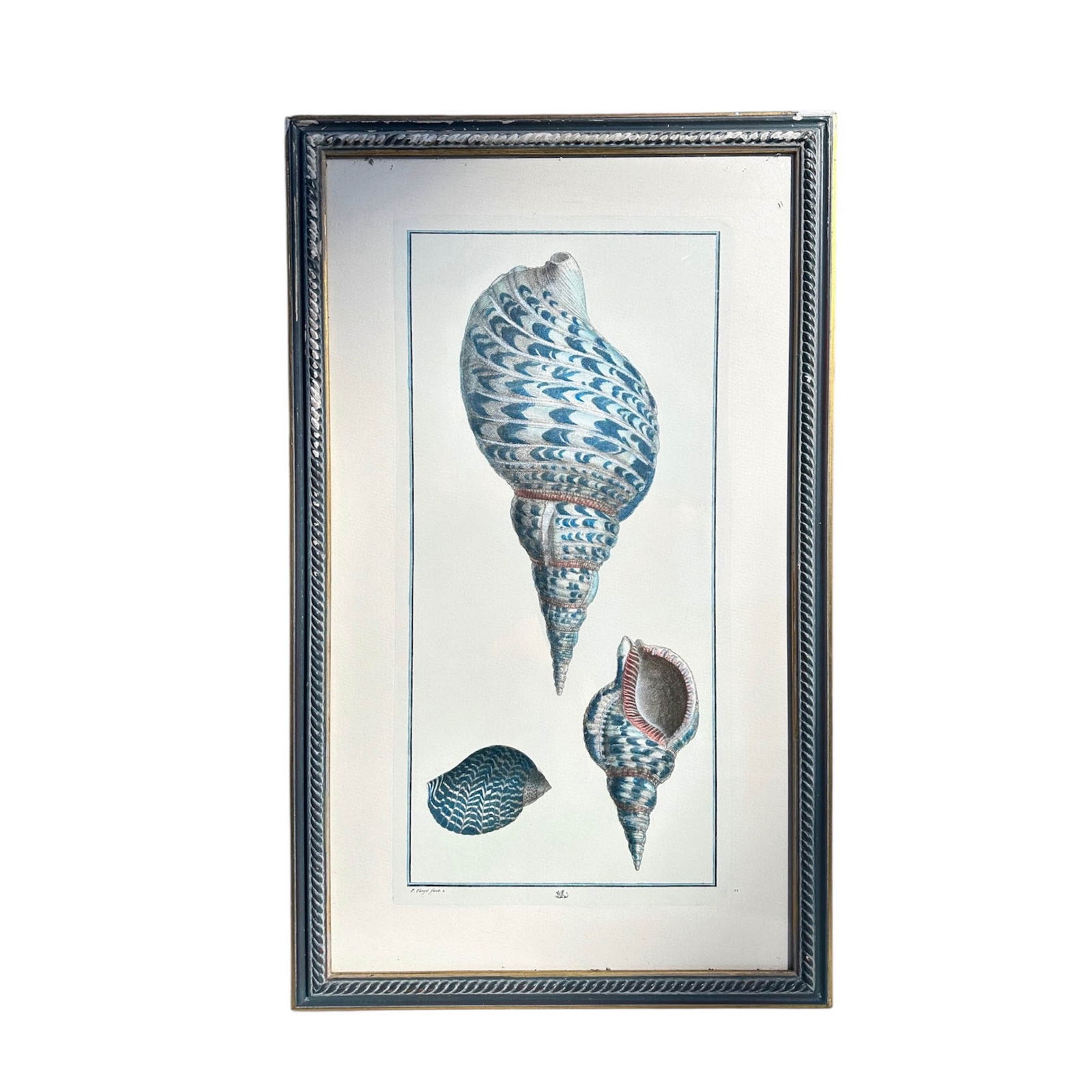 P. Tanje, Conchology Engraving: Antique Conchology engraving by Artist T. Tanje illustrating three shells. Nicely framed. Frame Measures 18" w x 29 1/2" H 11" w x 22 1/2" H Please refer to the following address for the pick-up
