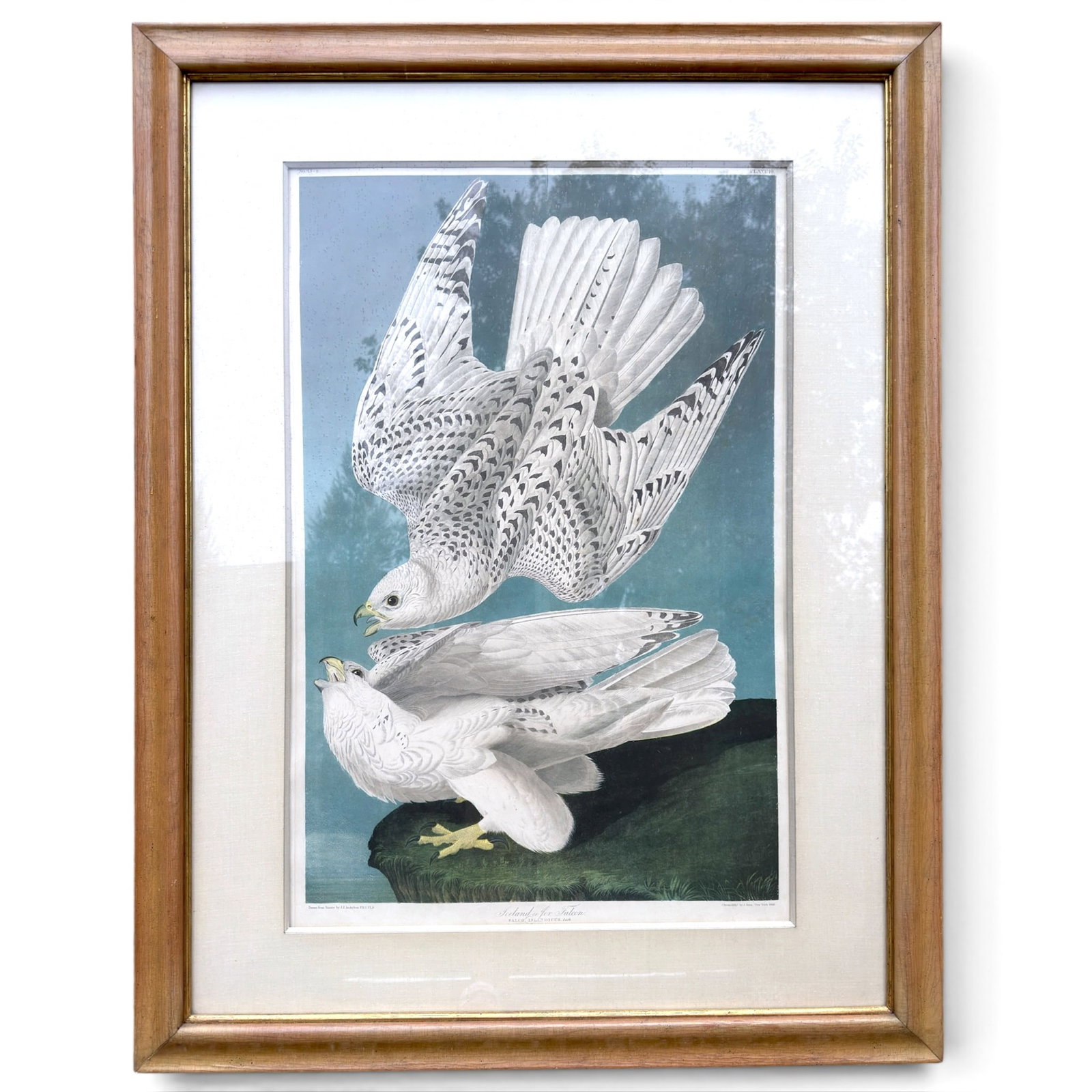 1860 JJ AUDUBON "ICELAND or JER FALCON": Double Elephant folio. No.13-2 Plate 19. Chromolithograph by J. Bien. New York 1860. image 35.5 x 23.25 inches. 50 x 39 inches (overall including frame)