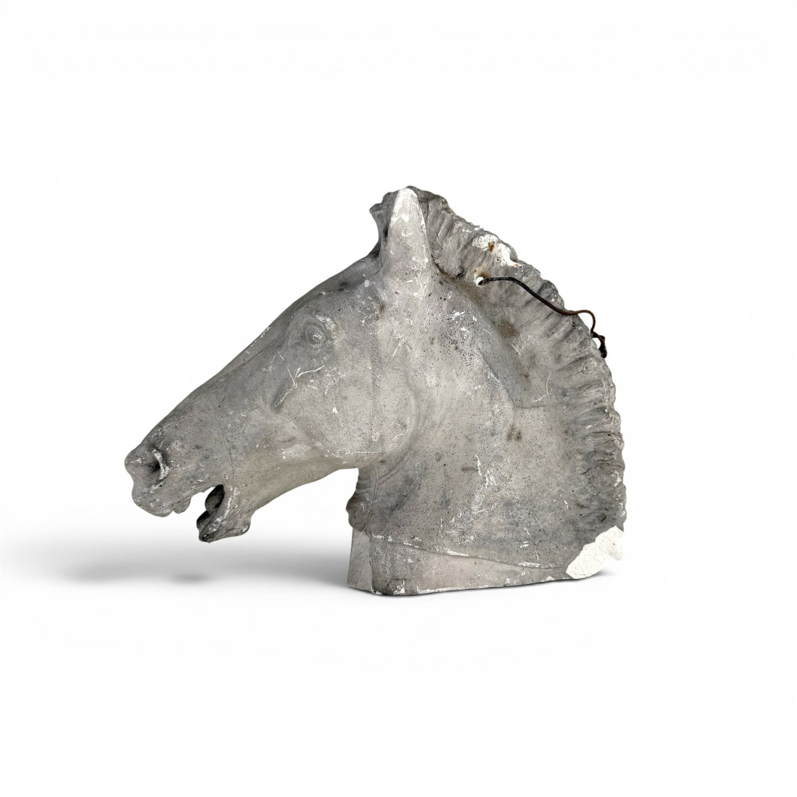 EARLY PLASTER CASTING of a HORSE with GAPING MOUTH