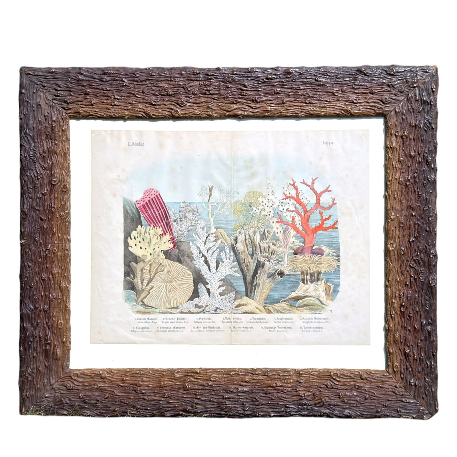 (19thc) GERMAN CHROMOLITHOGRAPH-CORAL & ANENOMES: Presented in a convincing molded plaster tree-bark frame. 22 x 25.5 inches (overall including frame)