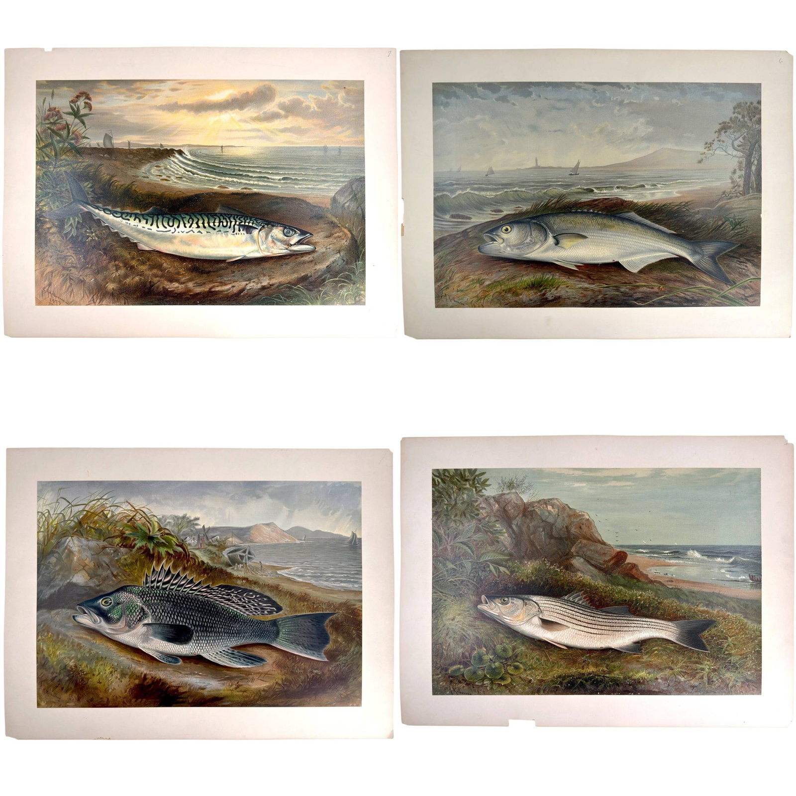 (4) SAMUEL KILBOURNE CHROMOLITHOGRAPHS of FISH