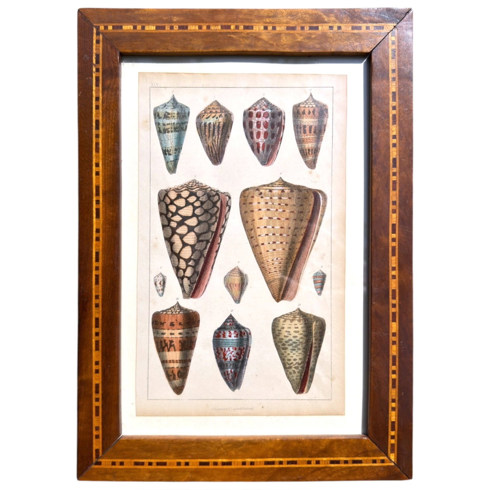 (19th c) CHROMOLITHOGRAPH of SHELLS by FULLARTON