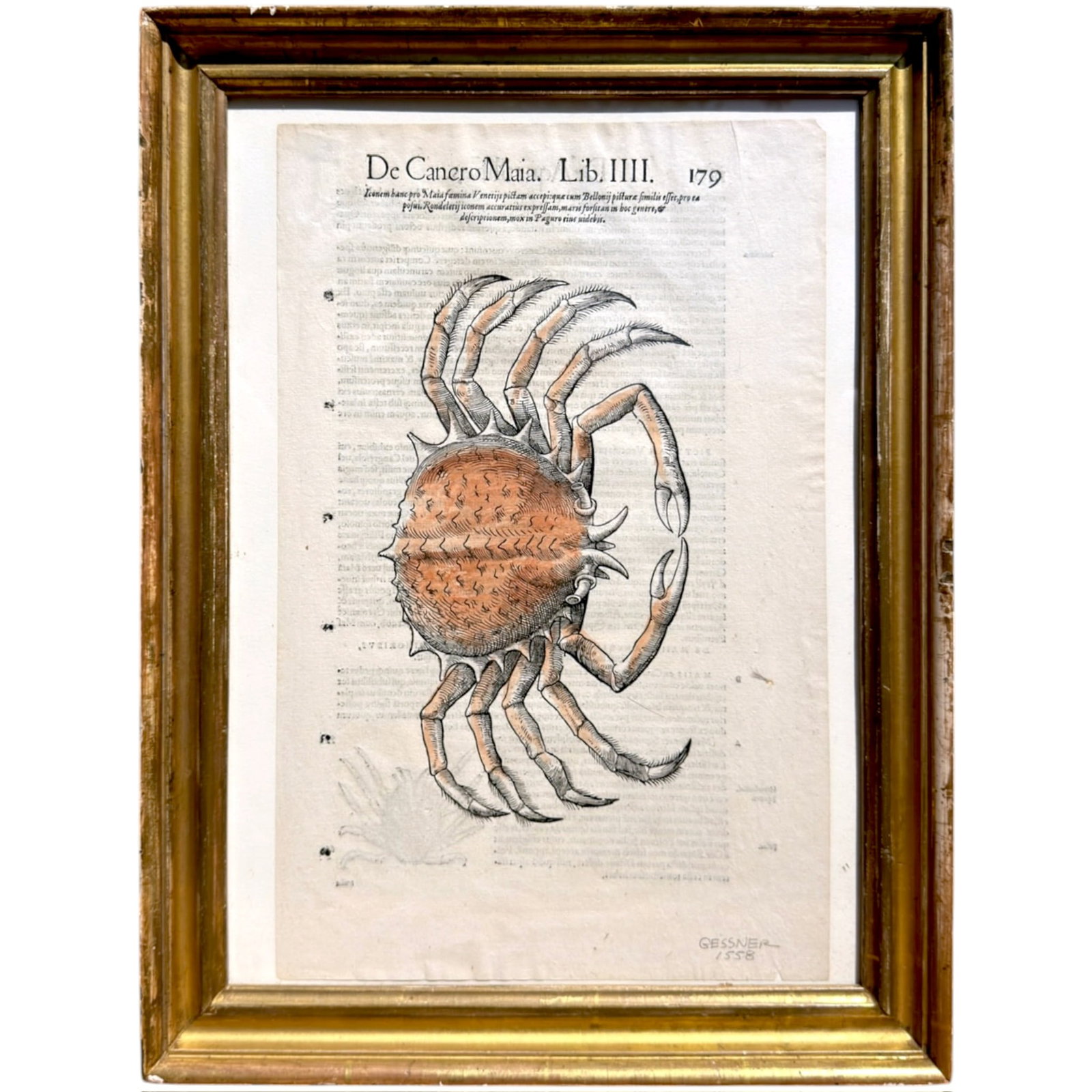 1558 CONRADI GESNEIR (GESSNER) HAND-COLORED CRAB