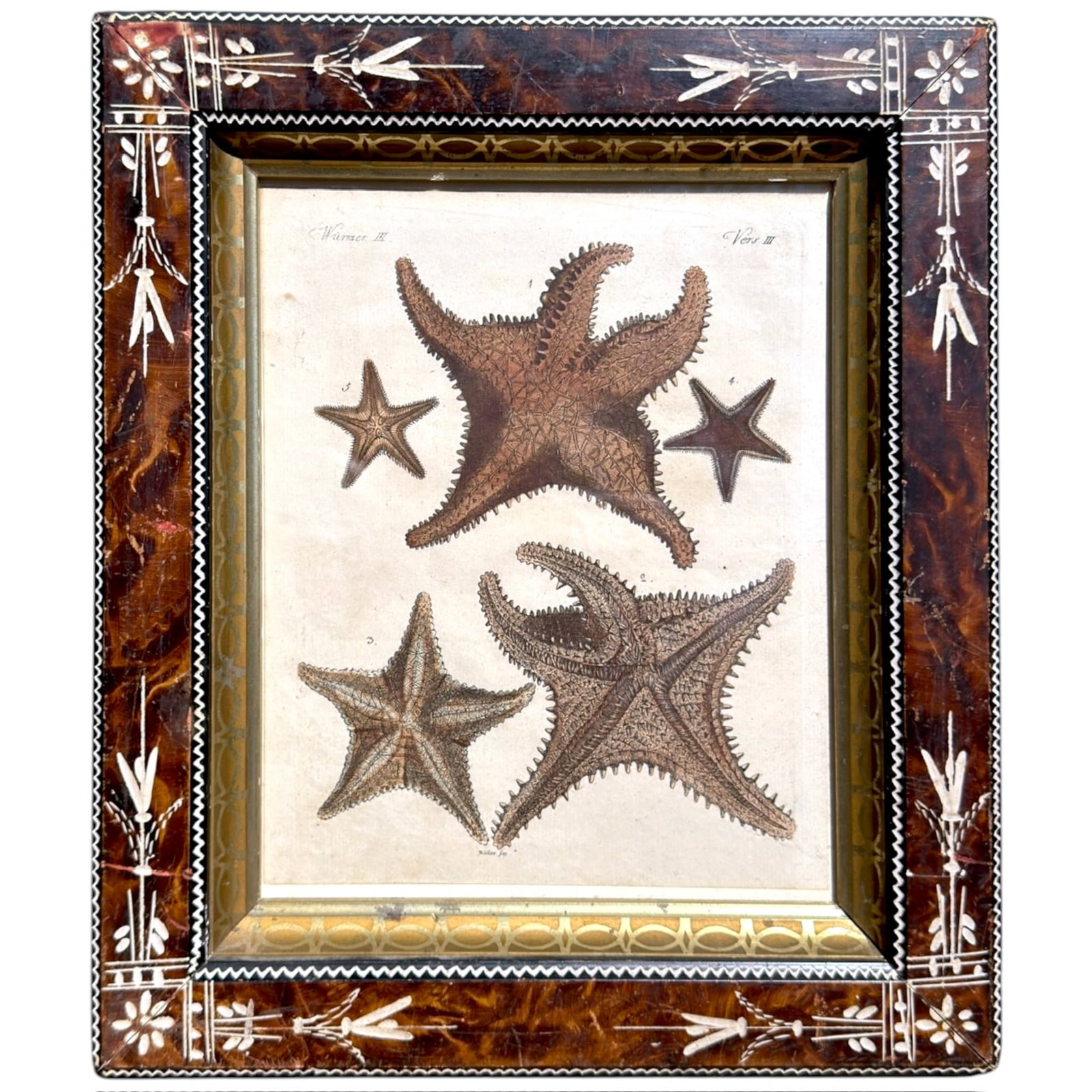 FREIEDRICH BERTUCH (1747-1822) STARFISH (1 of 10)