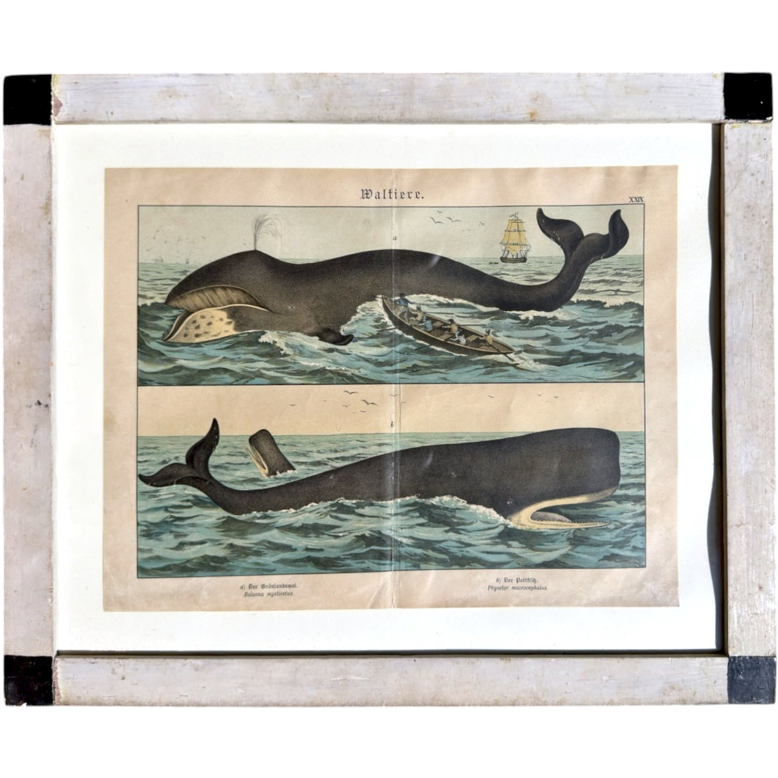 1889 BOWHEAD and SPERM WHALES (1 of 7)