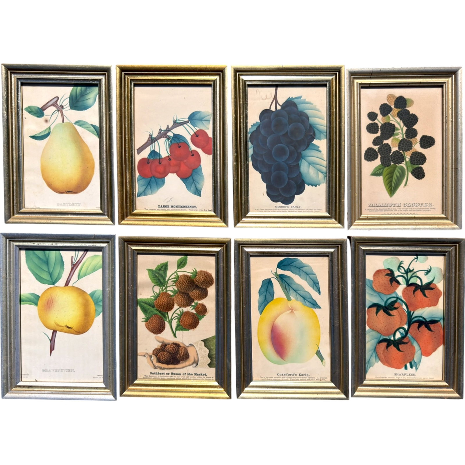 Circa 1875 (8) FRAMED BOTANICAL PRINTS: Probably published by D.M. Dewey for nurserymen. 8.5 x 5.5 inches framed 10 x 7 inches (overall)