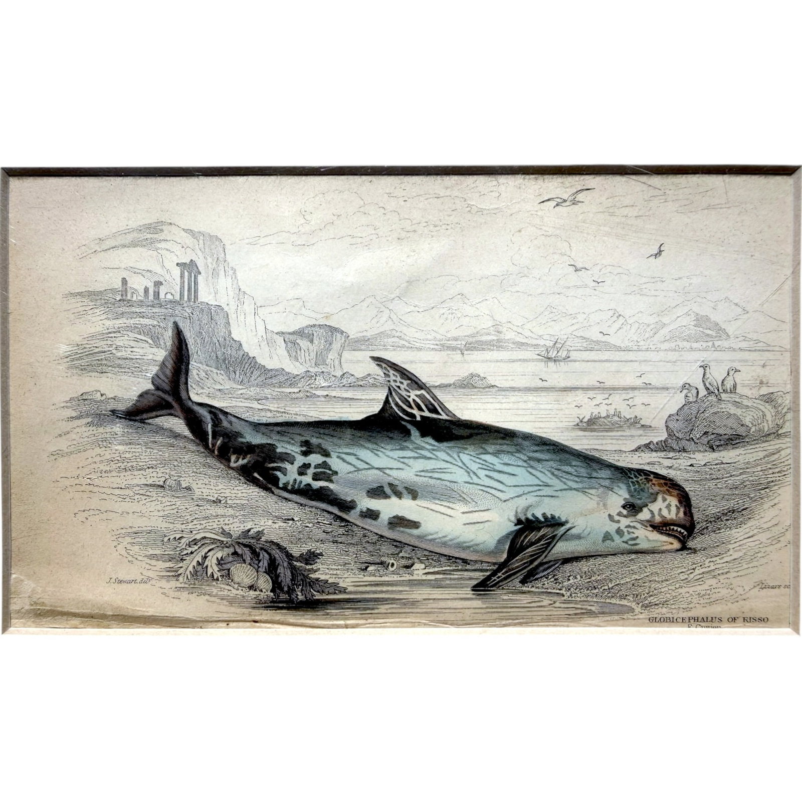 RISSO'S DOLPHIN PUBLISHED by W.H. LIZARS in 1837 (1 of 2)