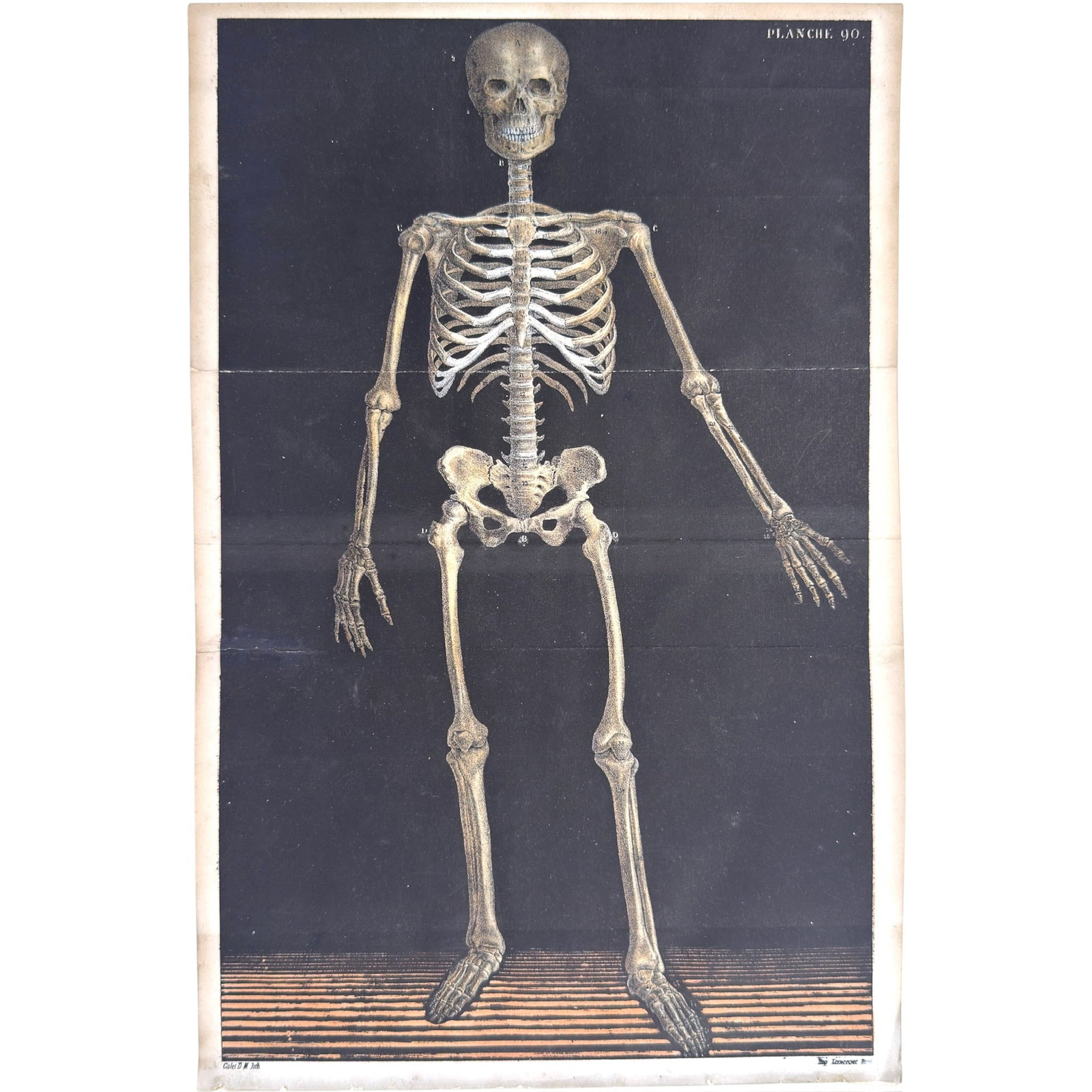 (19th c) DR. JULES GALET LITHOGRAPH of a AXIAL SKELETON (1 of 11)