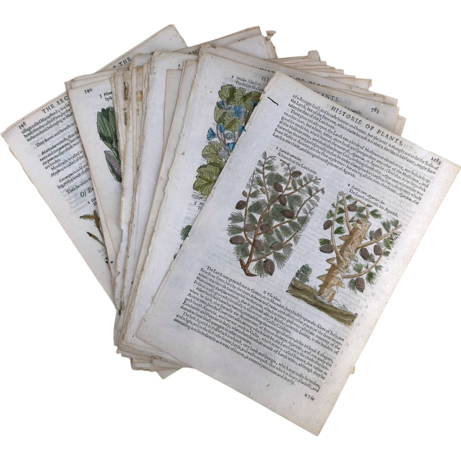 (17th c) JOHN GERARD, Herball - Generall Historie of Plantes - THE SECOND BOOKE: 20 hand colored pages...total of 50 Pages from and early edition The Second Booke of John Gerard's "Herball - or. General Historie of Plantes".