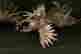 item-131600515=10