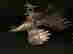 item-131600515=9