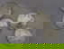 item-209106968=1