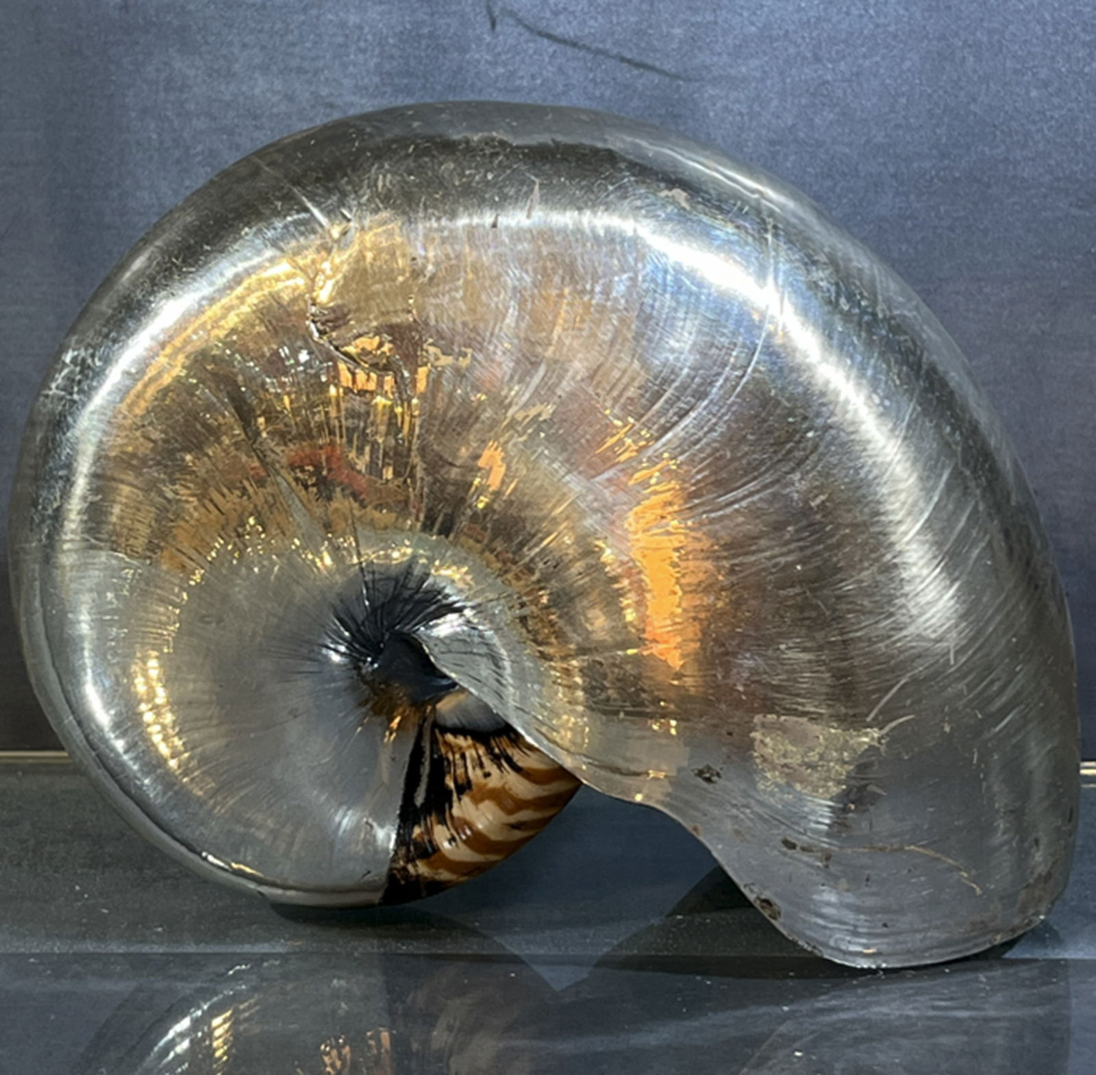 Buccellati Sterling Silver Nautilus Shell Made in Italy (1 of 5)