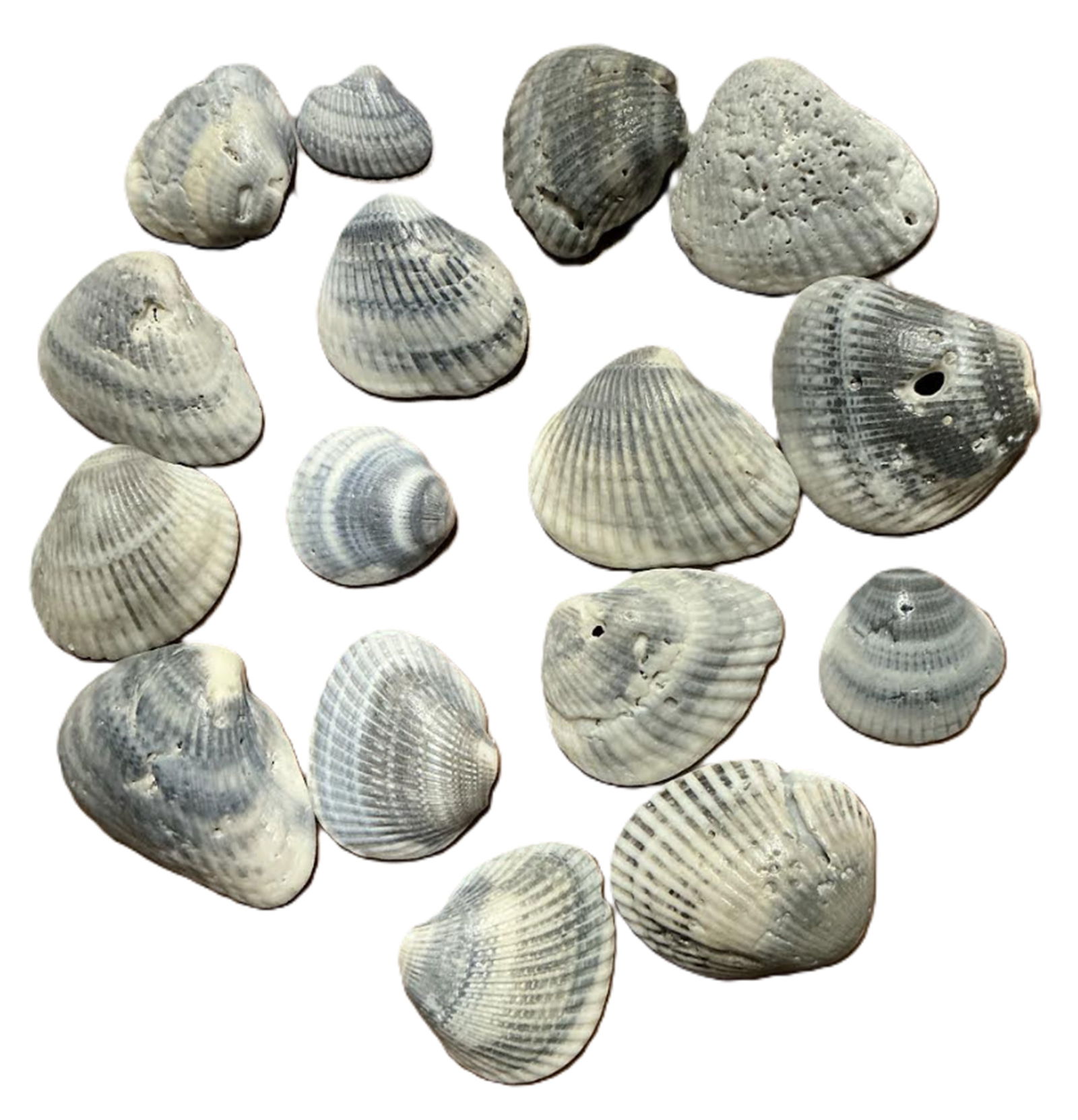 Natural Los Angeles Beach Shells Shades of Blue and White: Natural Los Angeles Beach Shells Shades of Blue and White