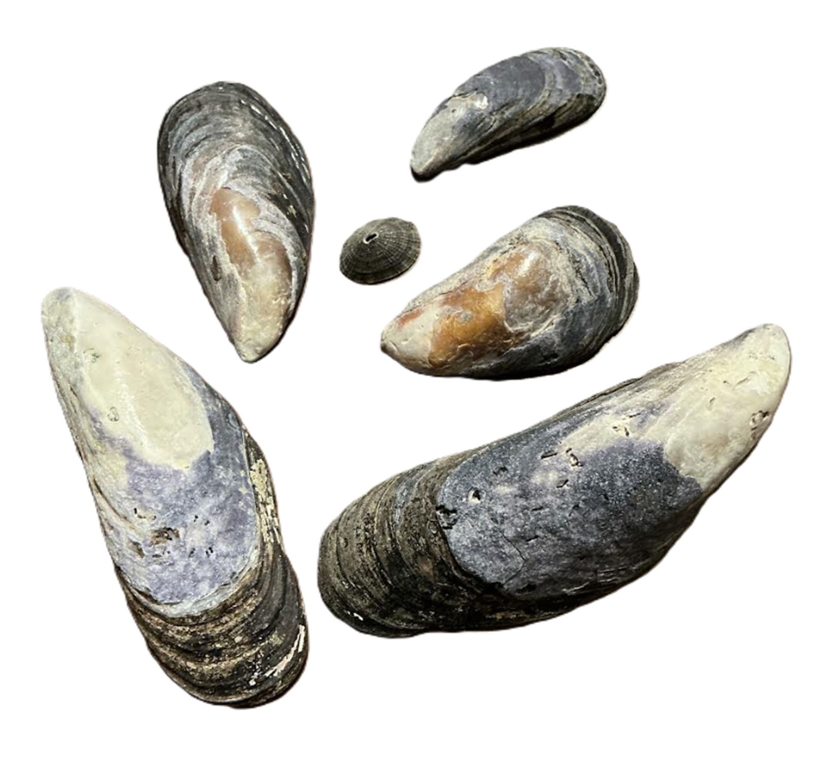 Natural Los Angeles Beach Shells Shades of Blue and White (1 of 3)