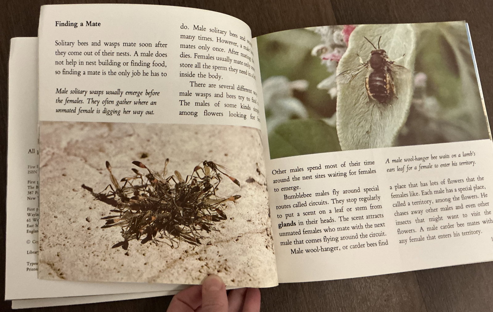 Discovering Bees and Wasps - 4