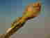 item-128469502=4