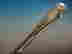 item-128470005=2