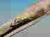 item-130627041=6