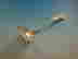 item-130628027=9
