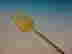 item-131511659=5