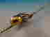 item-131511659=6