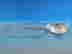 item-131897203=8