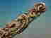 item-136005703=4