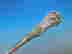 item-136160601=4