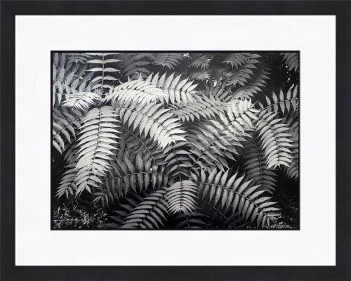 Ansel Adams - Leaves Owens Valley Custom Gallery Framed: Ansel Adams - Leaves Owens Valley Custom Gallery Framed Features: Framed Matted Region Of Origin: United States Item Width: 16 in Title: Leaves Owens Valley Production Technique: Lithography Item Leng