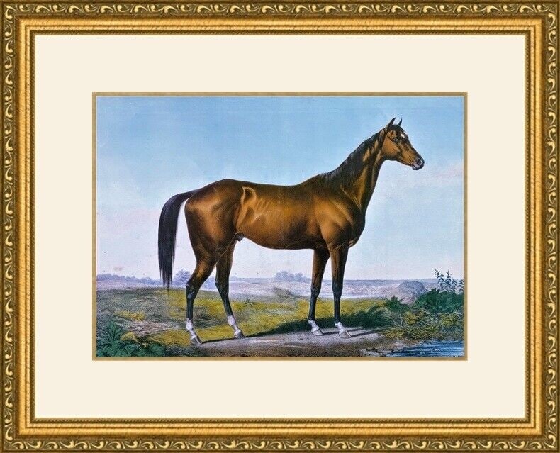 Currier & Ives - The Celebrated Horse Print Newly Custom Gallery Framed: Currier & Ives - The Celebrated Horse Print Newly Custom Gallery Framed Features: Framed Matted Region Of Origin: United States Item Width: 16 in Title: The Celebrated Horse Production Technique: Lith