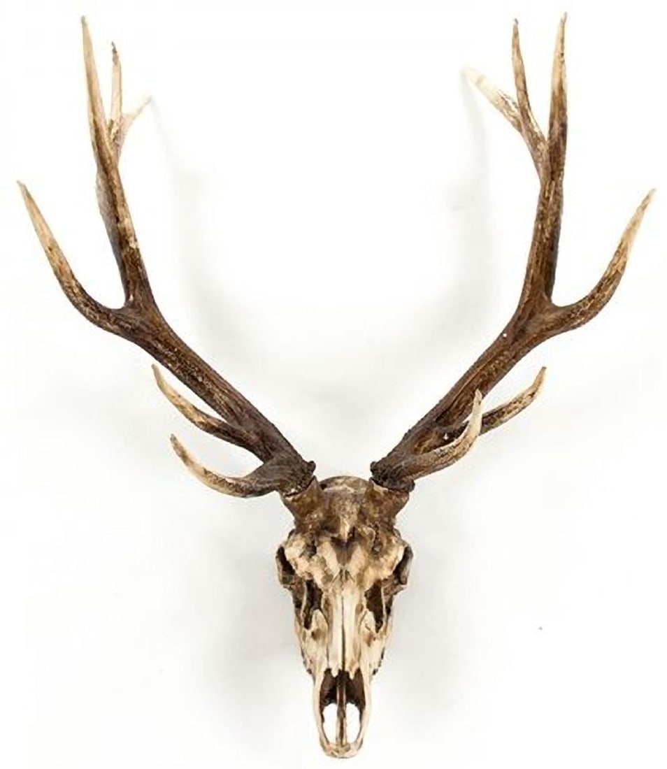 Elegant Poly Resin Deer Skull Wall Art: Elegant Poly Resin Deer Skull Wall Art Enhance your home decor with the striking elegance of our Elegant Poly Resin Deer Skull Wall Art. The sophisticated chestnut color and impressive dimensions of 4