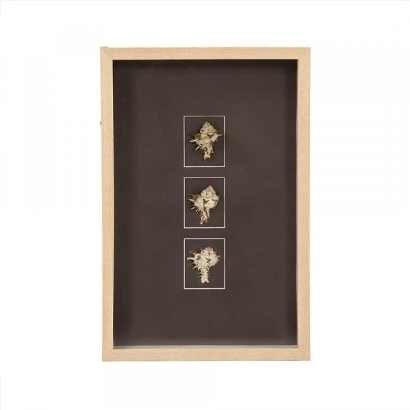 Abstract Chocolate Shell Wall Art 15.75H x 23.75W: Abstract Chocolate Shell Wall Art 15.75H x 23.75W This stunning Chic Shell Wall Art showcases a unique abstract design featuring three natural shell specimens elegantly mounted against a dark backgrou