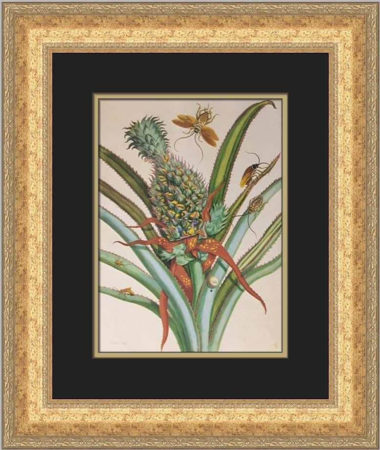 Maria S Merian Insects Generations Custom Framed Art Print 19x17: Maria S Merian Insects Generations Custom Framed Art Print 19x17 This stunning custom framed print titled 'Insects Generations' by artist Maria S. Merian showcases a unique blend of expressionism, imp