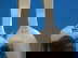item-210817929=5