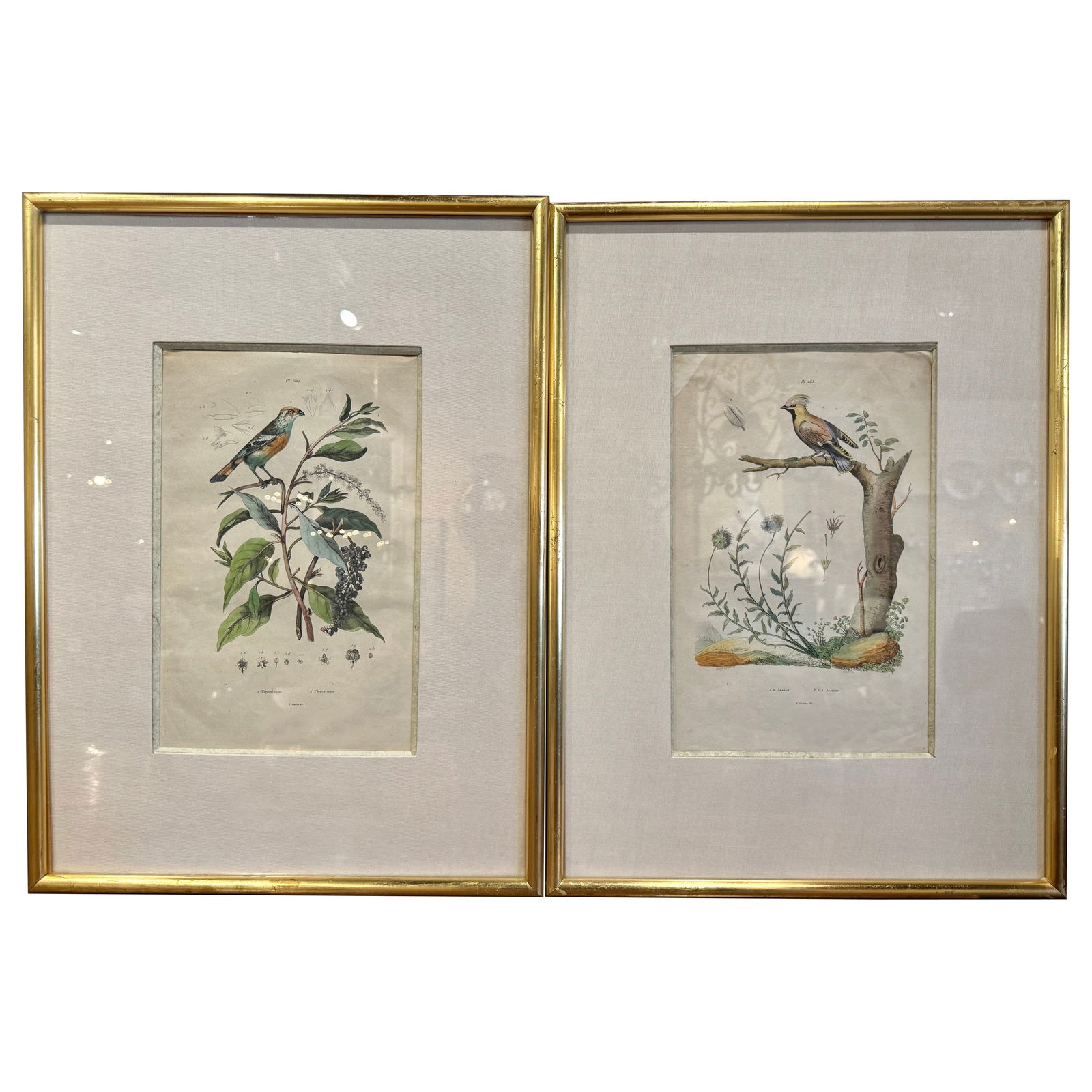 Early 20th Century E. Guerin Hand-Painted Bird Prints in Giltwood Frames: Early 20th Century E. Guerin Hand-Painted Bird Prints in Giltwood Frames Enhance your office or study with this exquisite pair of early 20th-century French hand-colored bird framed prints by E. Guerin