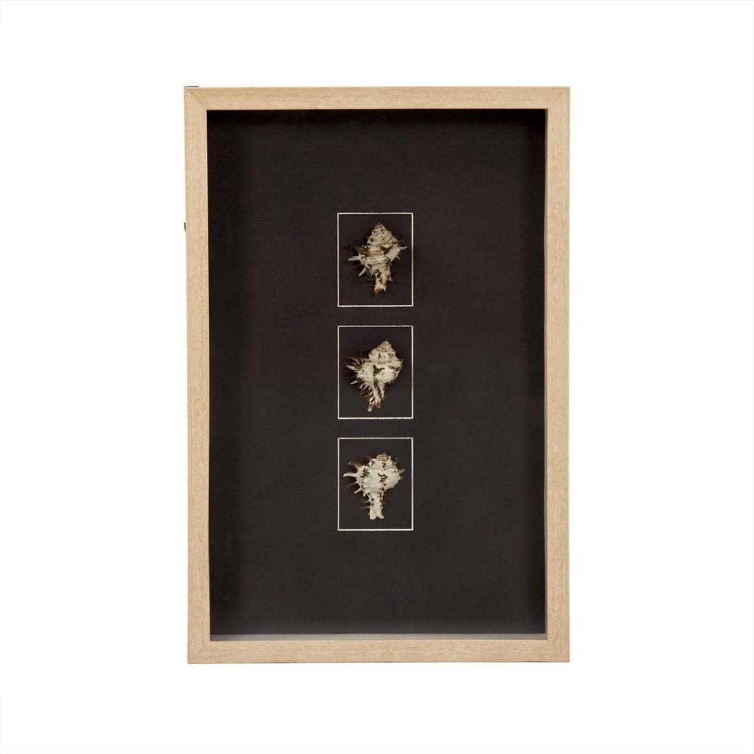 Zentique Abstract Chic Shell Wall Art in Chocolate Hues (1 of 3)