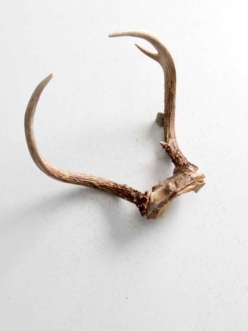 Vintage Antler Rack Natural Horn Curved Design 10.5in (1 of 6)