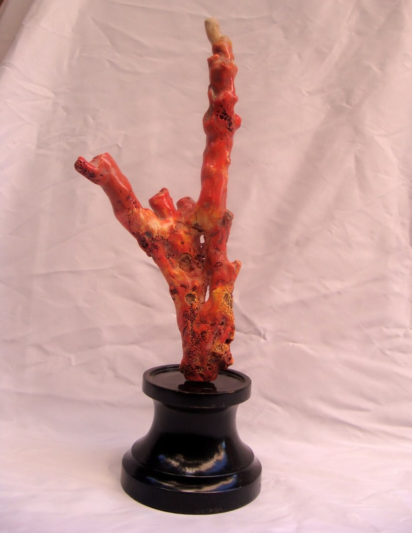 Stunning 16.75 Natural Coral Tree from Australia on Wooden Base: Stunning 16.75 Natural Coral Tree from Australia on Wooden Base Presenting a stunning natural coral tree from Australia, beautifully mounted on a wooden base. This exquisite piece showcases intricate
