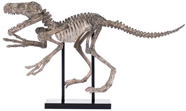 Zentique Velociraptor Skeleton Decor with Base Ebony Ivory Finish (1 of 3)