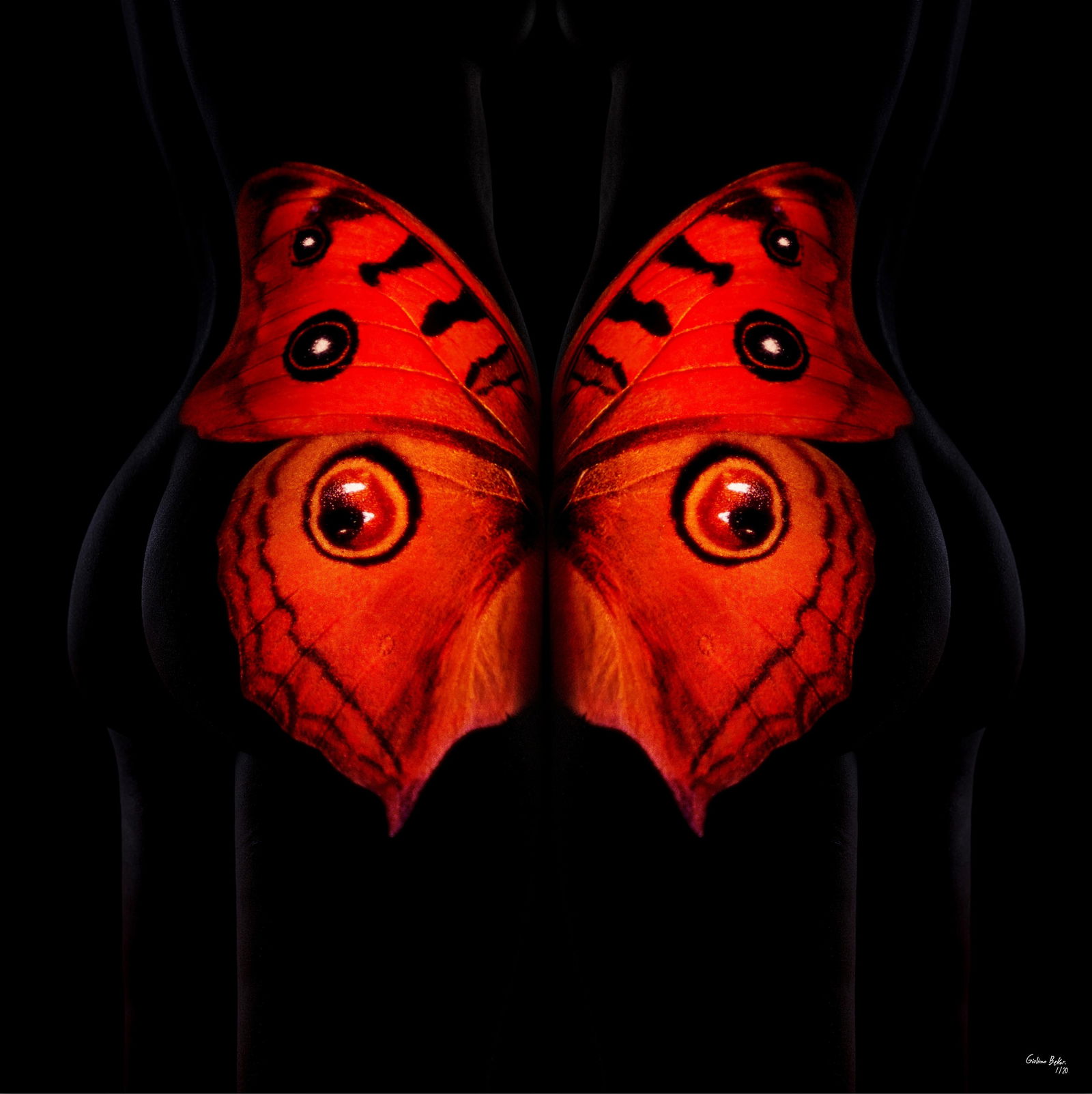 Butterfly 25 Photography 24 x 24 Edition 1 of 24 by Giuliano Bekor (1 of 6)