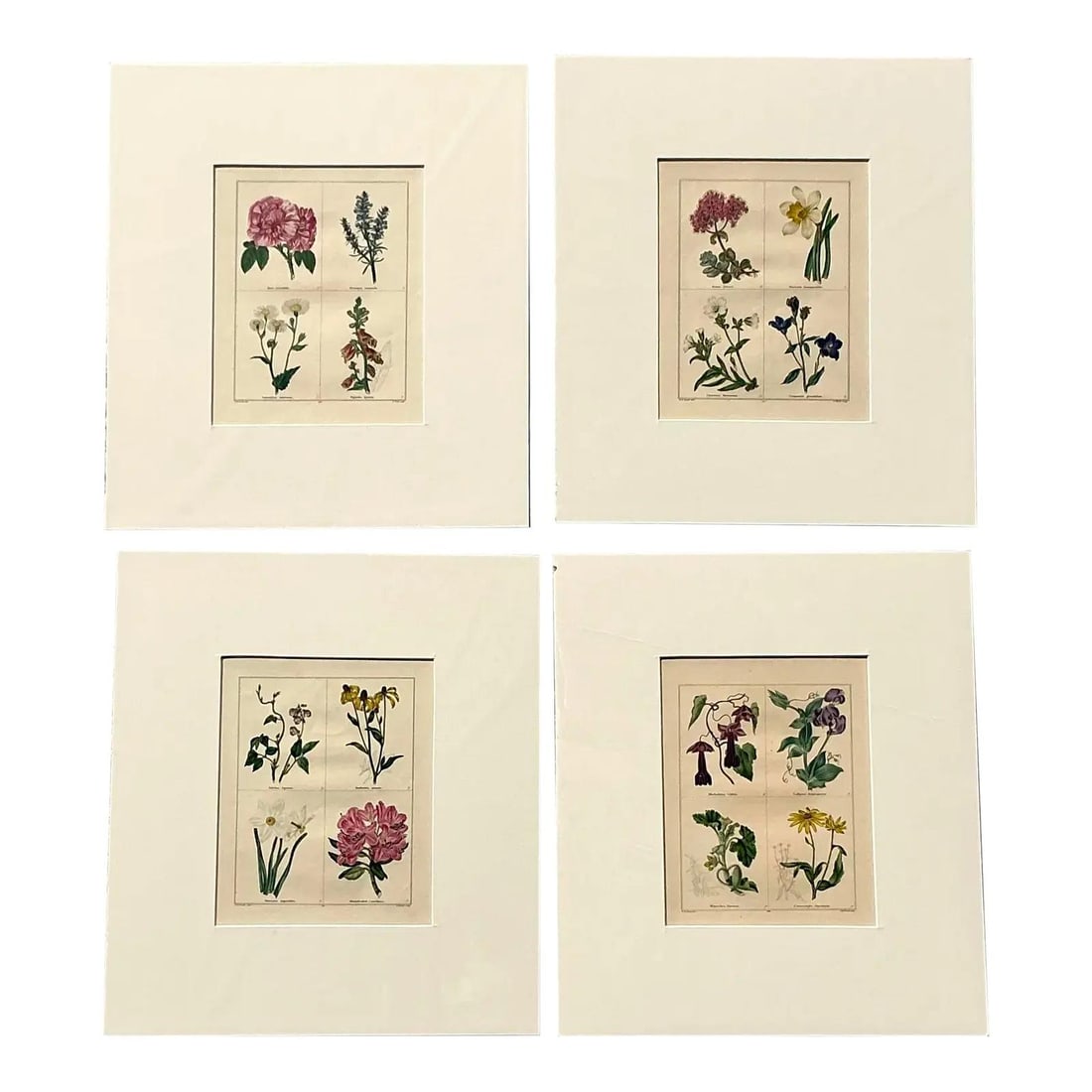 Set of Four Vintage Botanical Art Prints with Regency Style Matting (1 of 10)