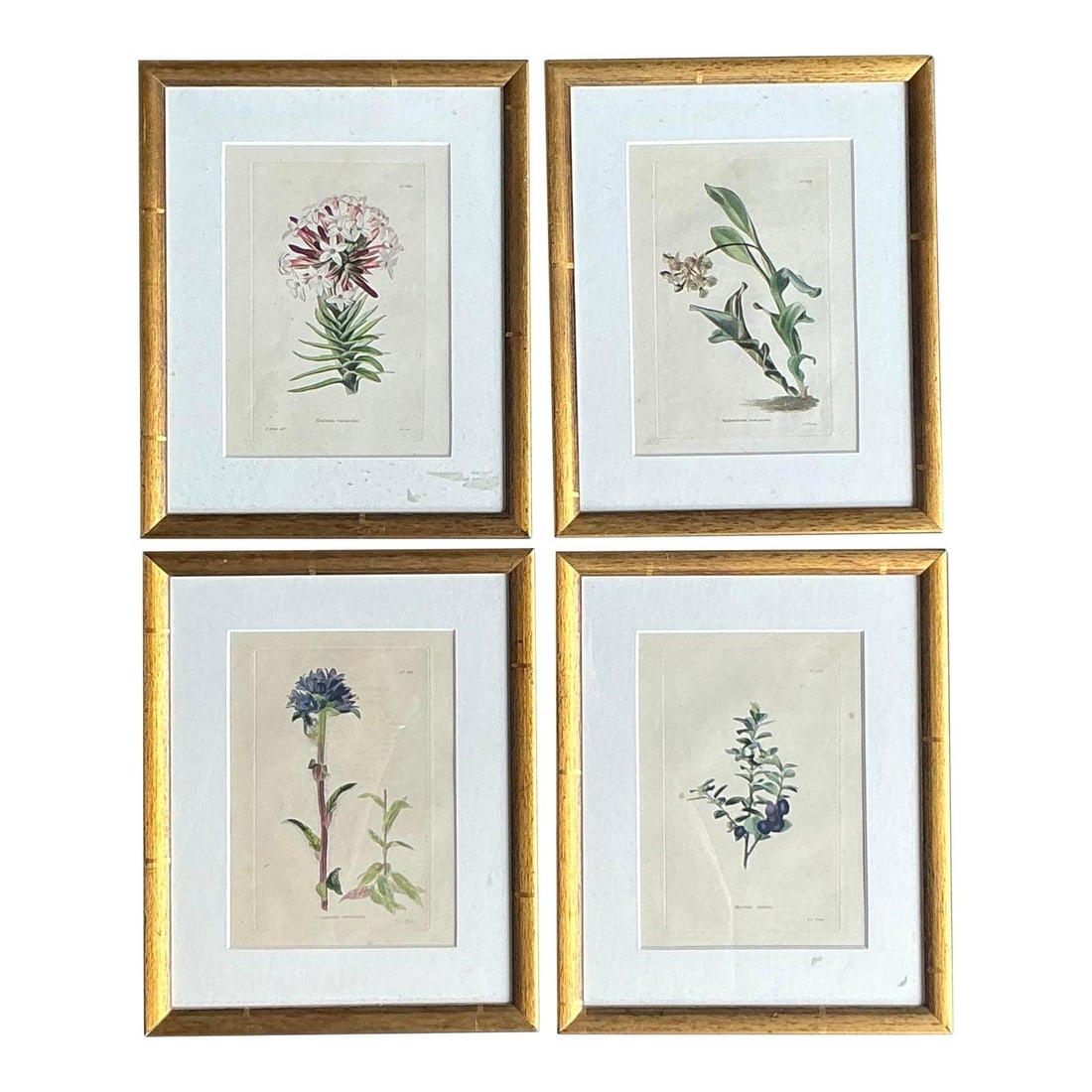 Set of 4 Framed Regency Botanical Flower Prints with Gilt Wood Frames (1 of 5)