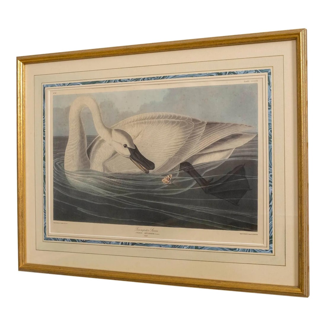 John J Audubon Trumpeter Swan Engraving by R. Havell Framed Art: John J Audubon Trumpeter Swan Engraving by R. Havell Framed Art This exquisite framed engraving features the Trumpeter Swan by John J. Audubon, created around 1838. The high-quality construction showc