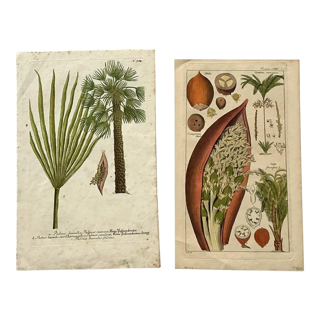 Set of 2 Vintage Botanical Palm Engraving Prints with Bohemian Style: Set of 2 Vintage Botanical Palm Engraving Prints with Bohemian Style This set of four vintage botanical engravings showcases detailed illustrations of various palm species in a classic natural history