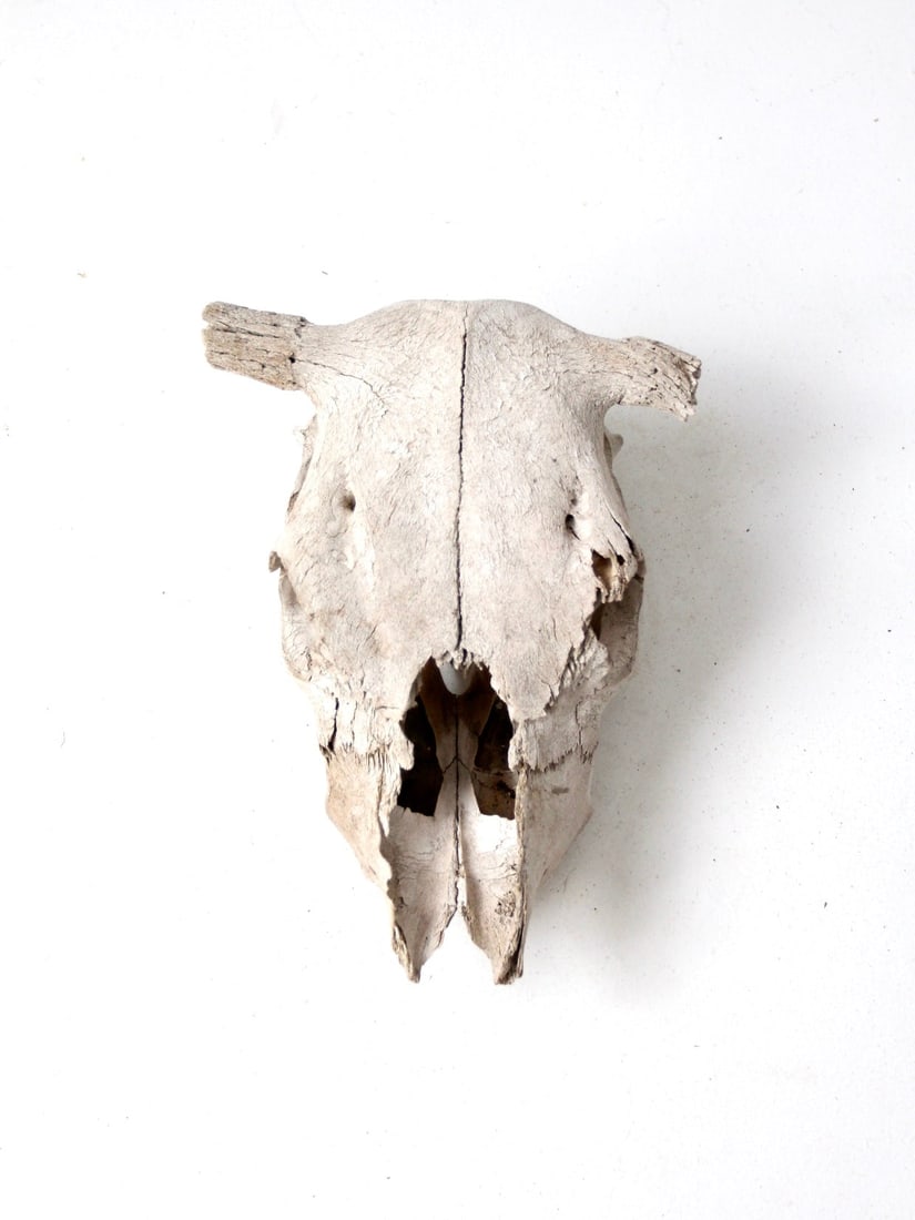 Rustic Vintage Cow Skull Decorative Piece 15 x 11 x 6.5: Rustic Vintage Cow Skull Decorative Piece 15 x 11 x 6.5 This vintage cow skull showcases a rustic appeal, with nature having expertly cleaned it over time. The weathered texture adds character, making