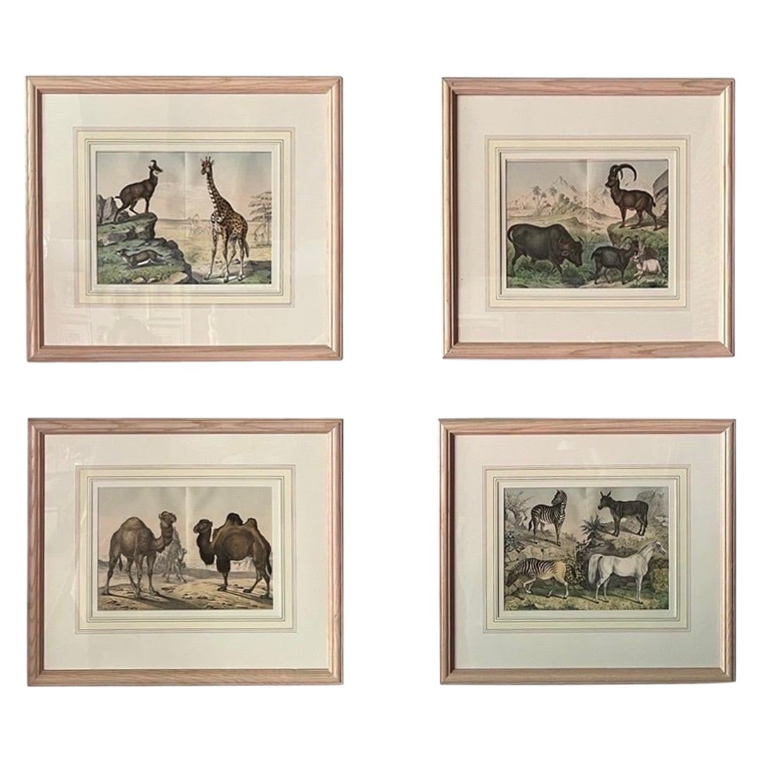 Set of 4 Framed 1860 Animal Kingdom Engravings: Set of 4 Framed 1860 Animal Kingdom Engravings This exquisite set of 4 hand-colored engravings from the Natural History of the Animal Kingdom, dating back to circa 1860, showcases a variety of animals