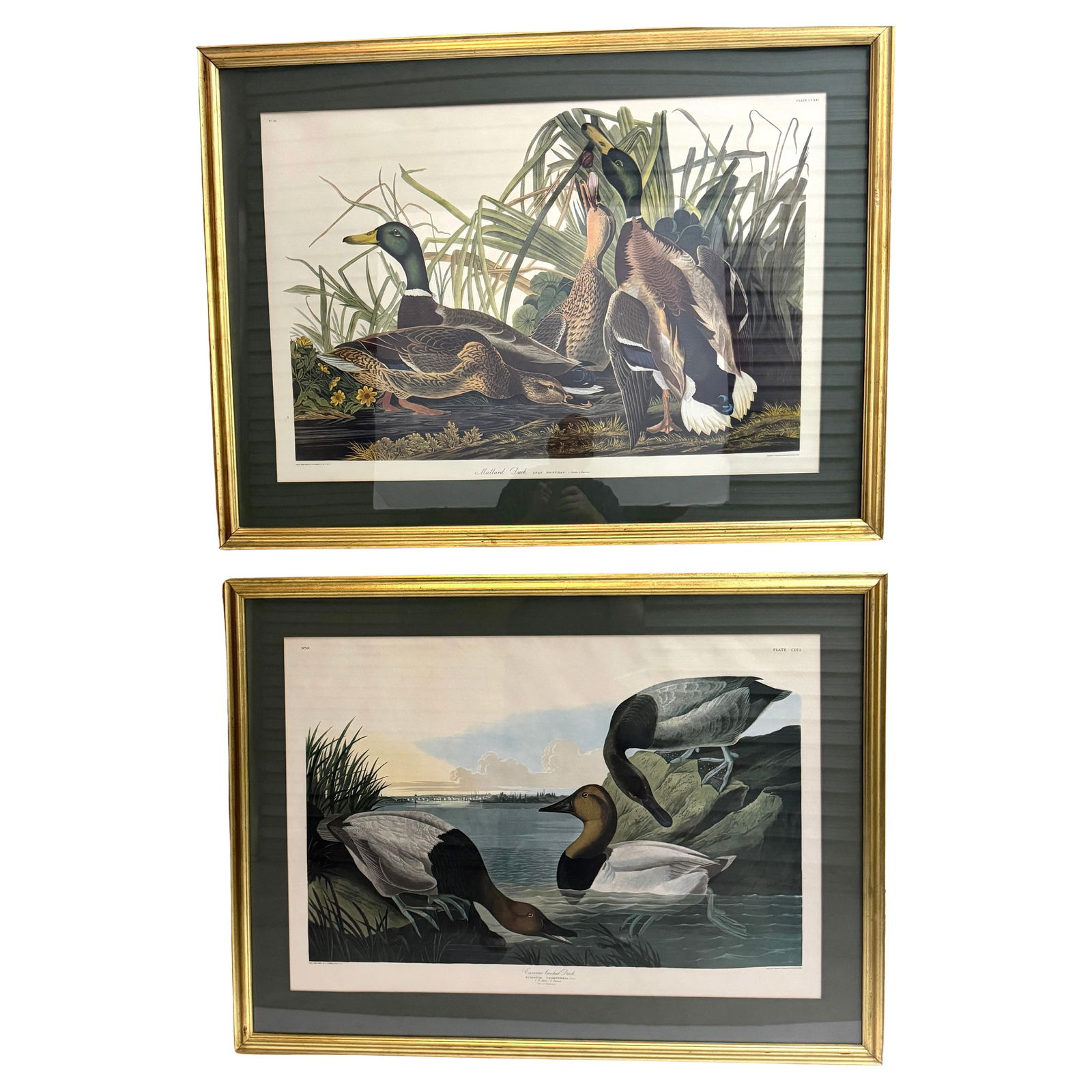 Set of 2 Audubon Mallard and Canvasback Duck Lithographs 20th Century: Set of 2 Audubon Mallard and Canvasback Duck Lithographs 20th Century This exquisite pair of 20th-century hand-colored lithographs captures the grace and beauty of the Mallard Duck and Canvasback Duck