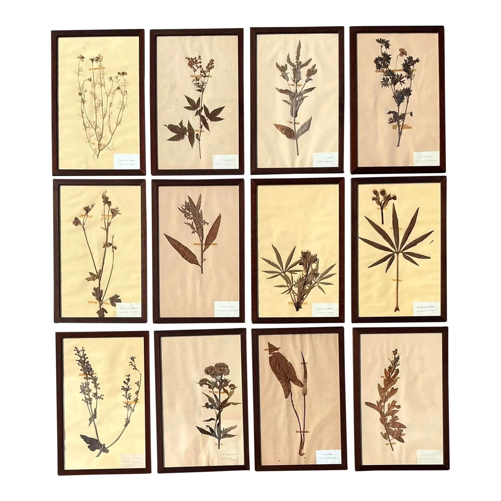 Set of 12 Vintage Botanical Herbarium Specimens Framed Decor: Set of 12 Vintage Botanical Herbarium Specimens Framed Decor Discover the charm of nature with this exquisite set of 12 vintage herbarium botanical specimens. Each specimen is delicately pressed and p