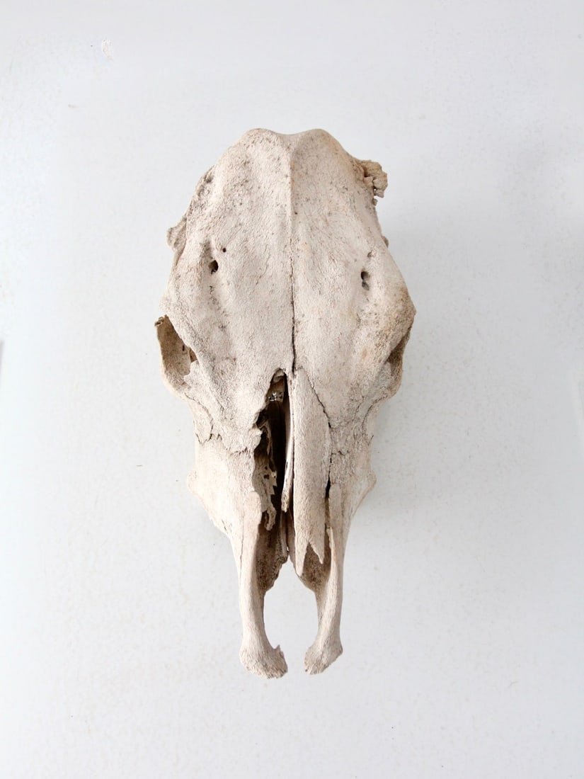 Rustic Weathered Cow Skull 17.5in Length Unique Decor (1 of 9)